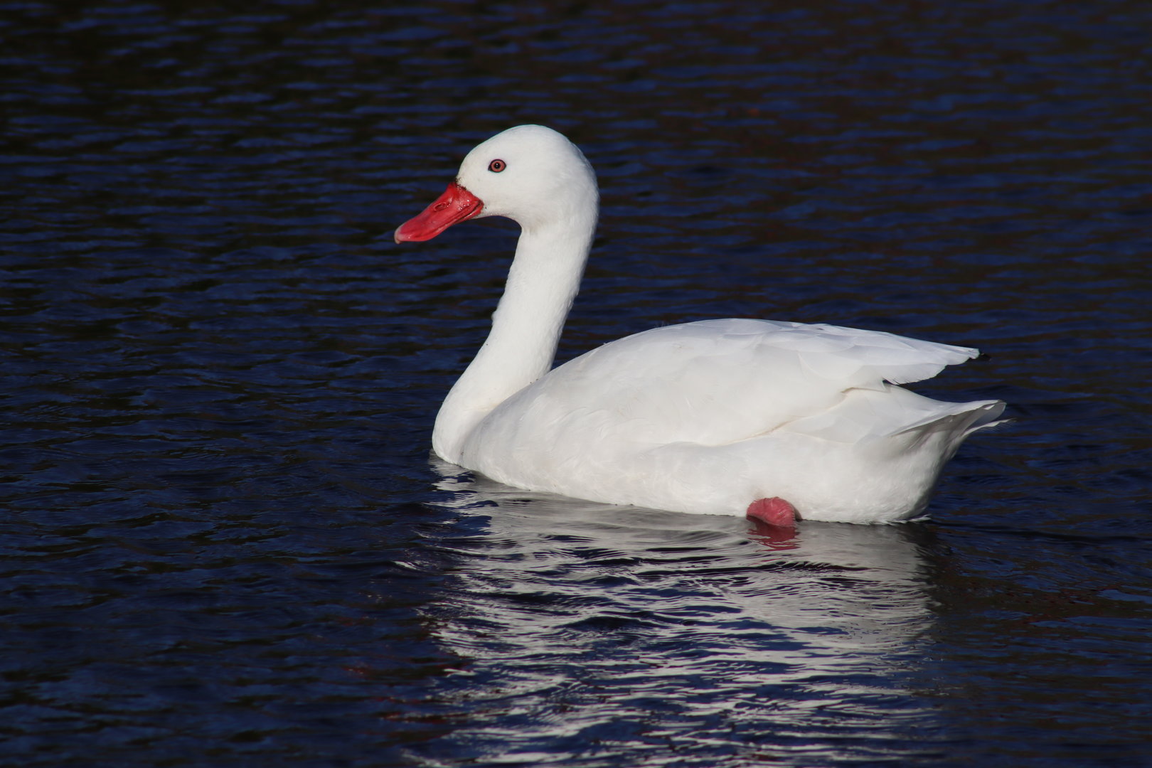 Coscoroba Swan