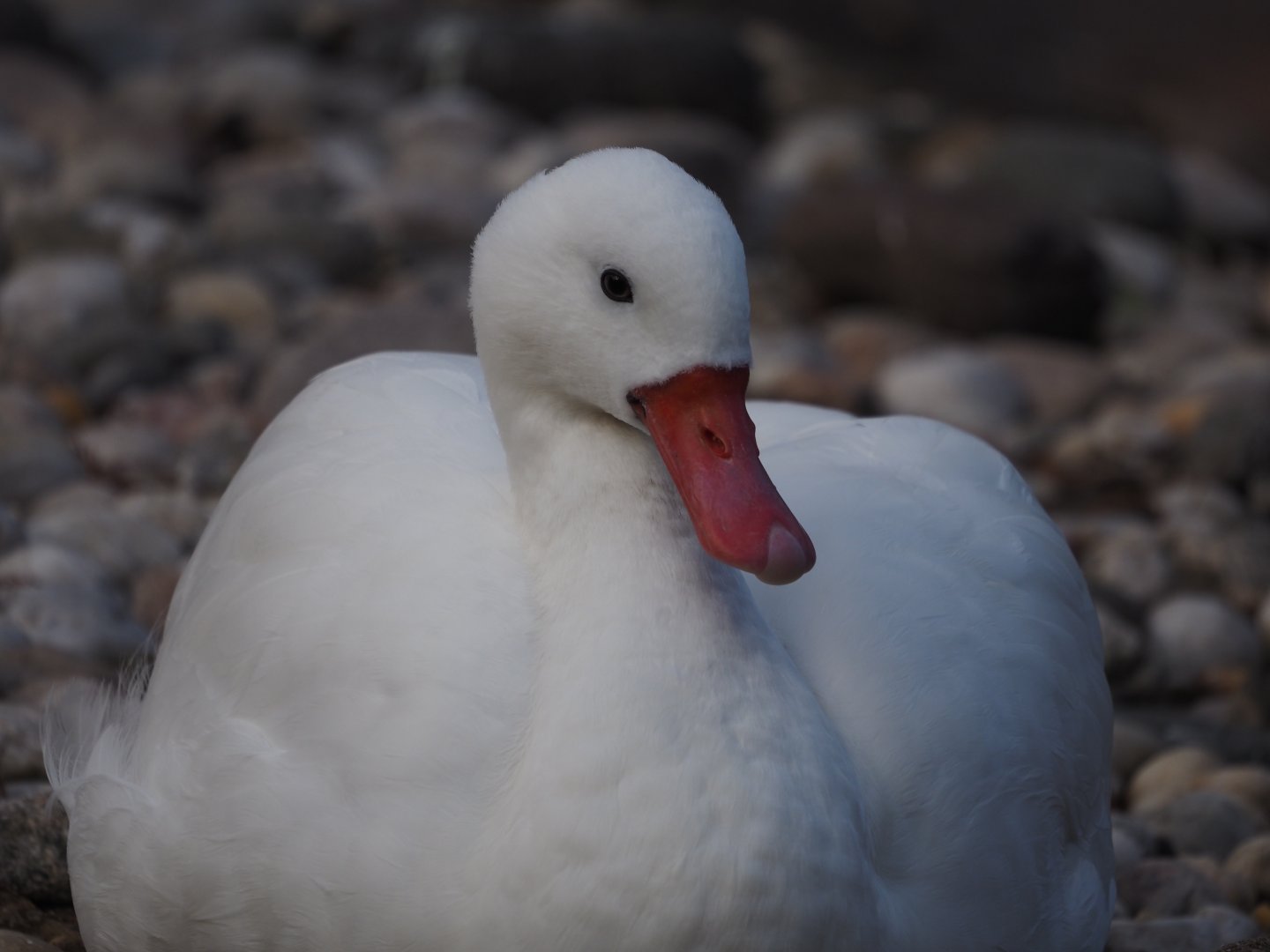 Coscoroba Swan