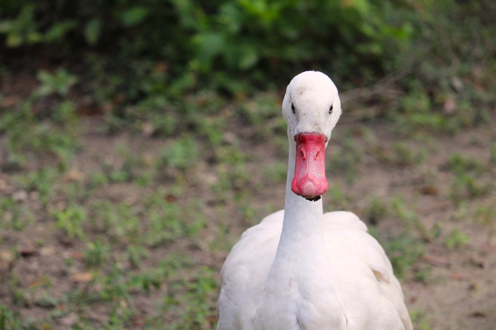 Coscoroba Swan