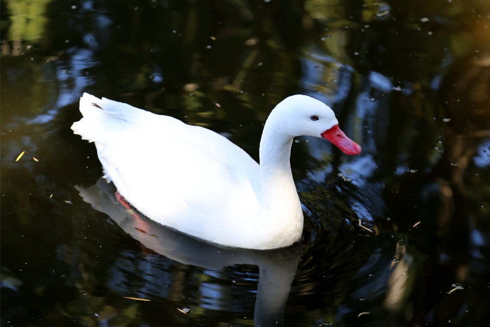 Coscoroba Swan
