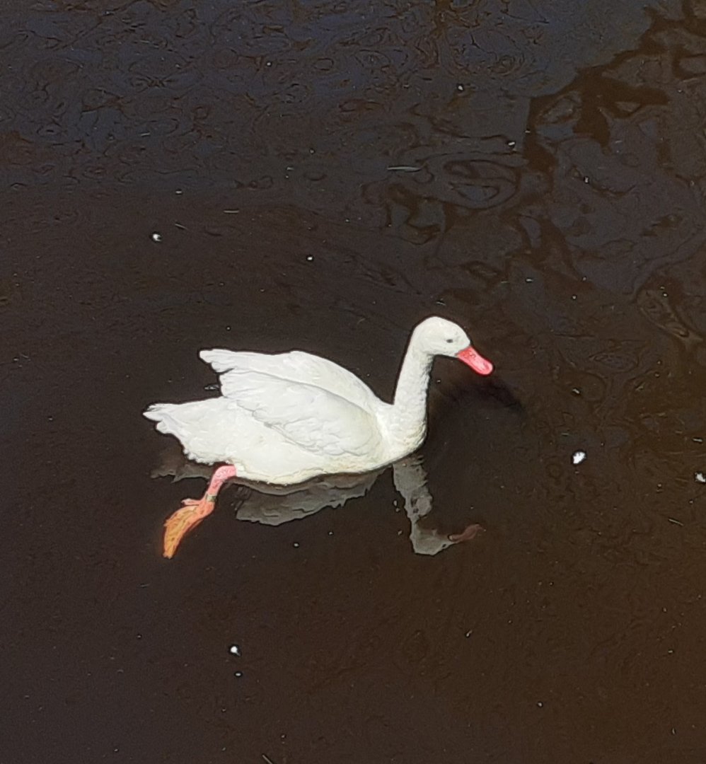 Coscoroba Swan