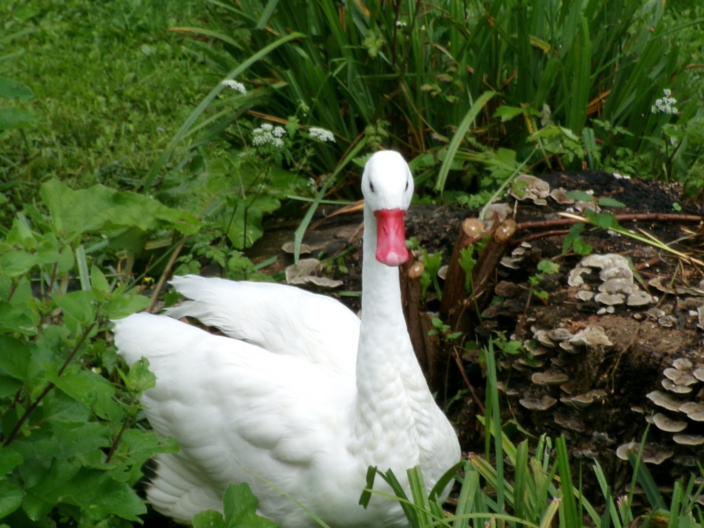 Coscoroba swan