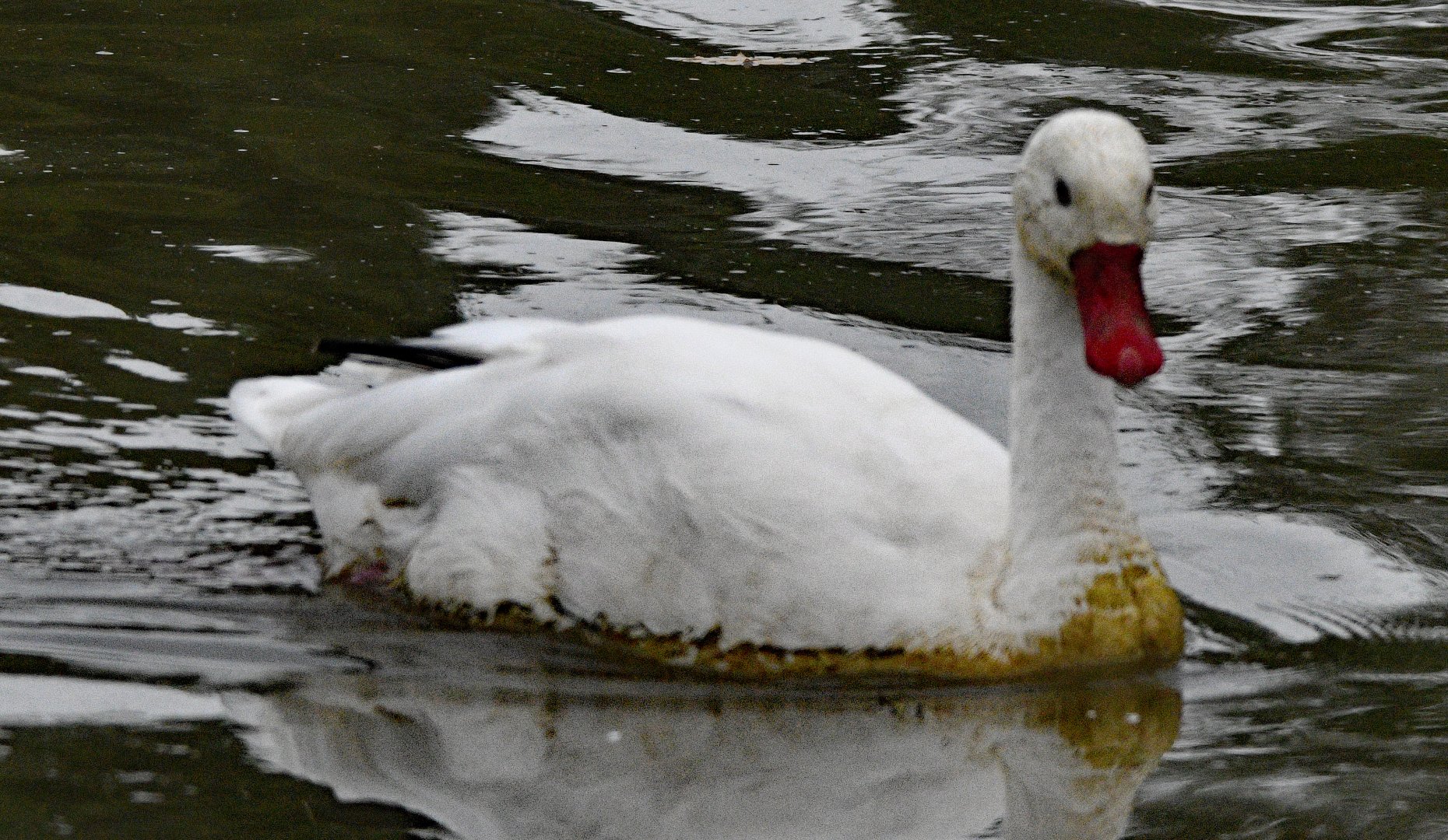 COSCOROBA SWAN