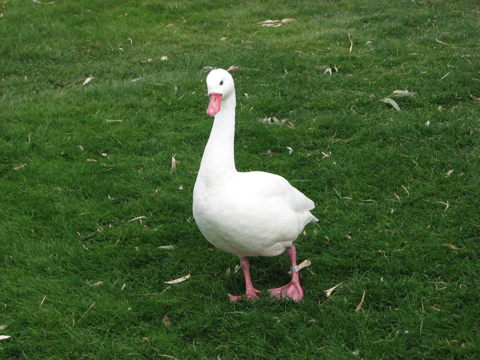 Coscoroba Swan