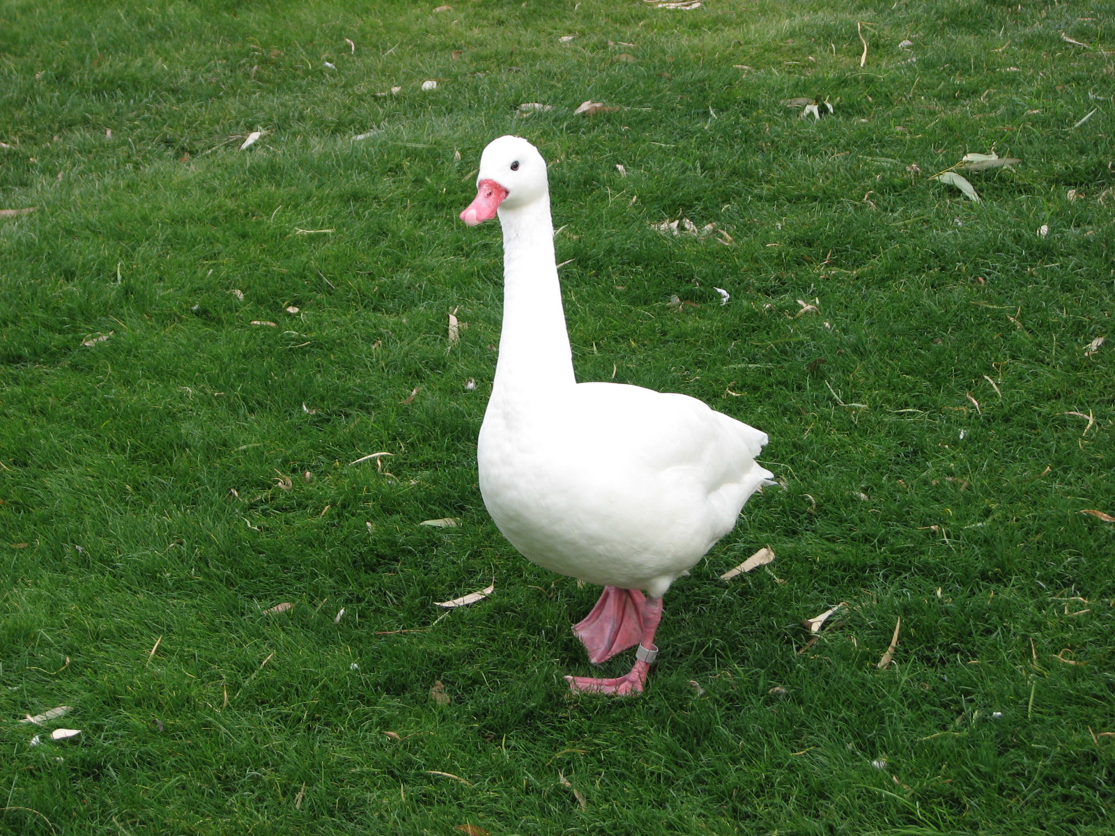 Coscoroba Swan