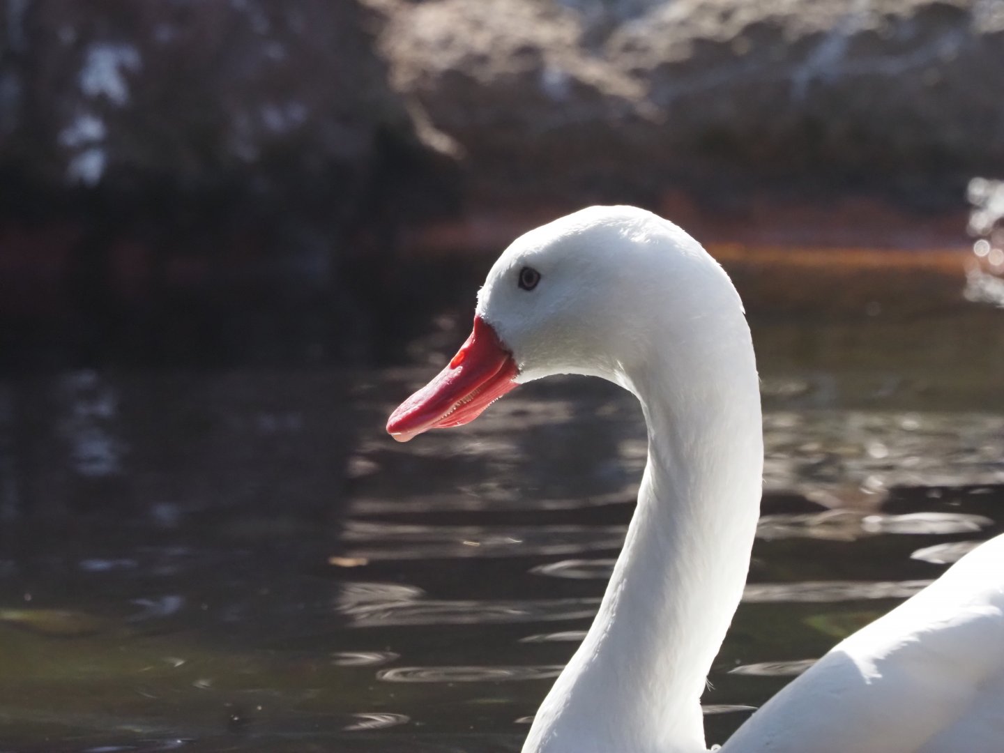 Coscoroba Swan