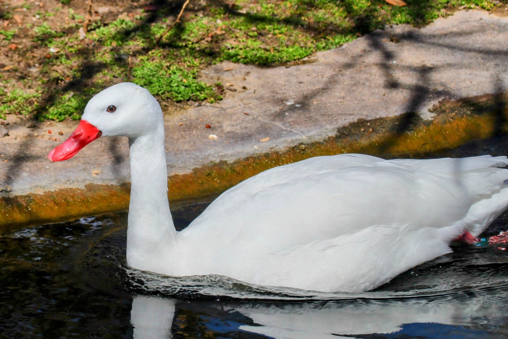 Coscoroba Swan