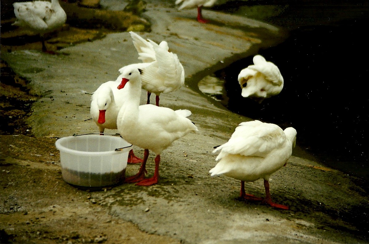 Coscoroba Swans 20th March 1999