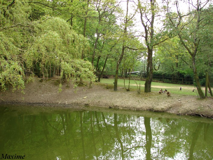 Coscoroba swans and tapirs exhibit