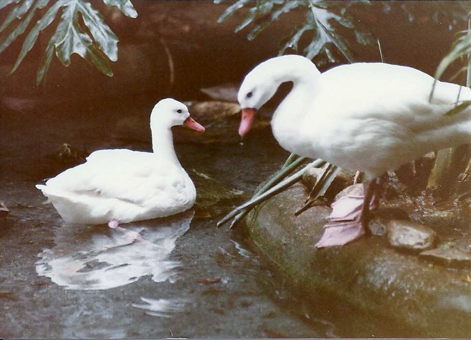 Coscoroba Swans - Circa 1980