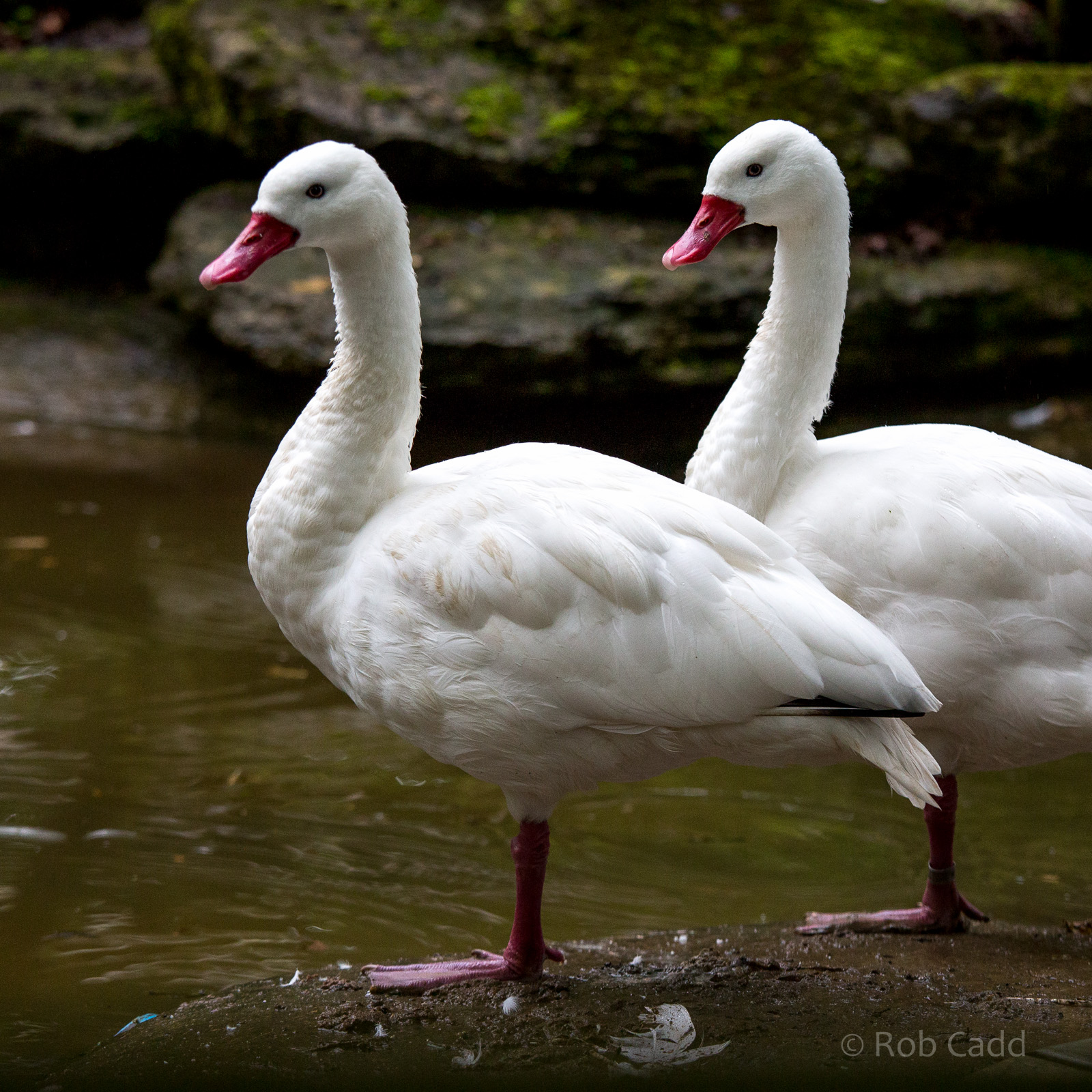 Coscoroba swans : Cotswold WP : 28 May 2014