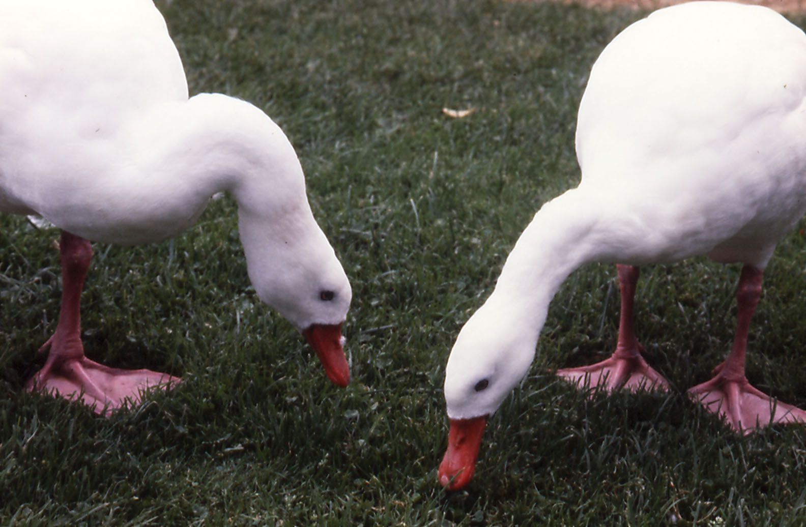 Coscoroba Swans