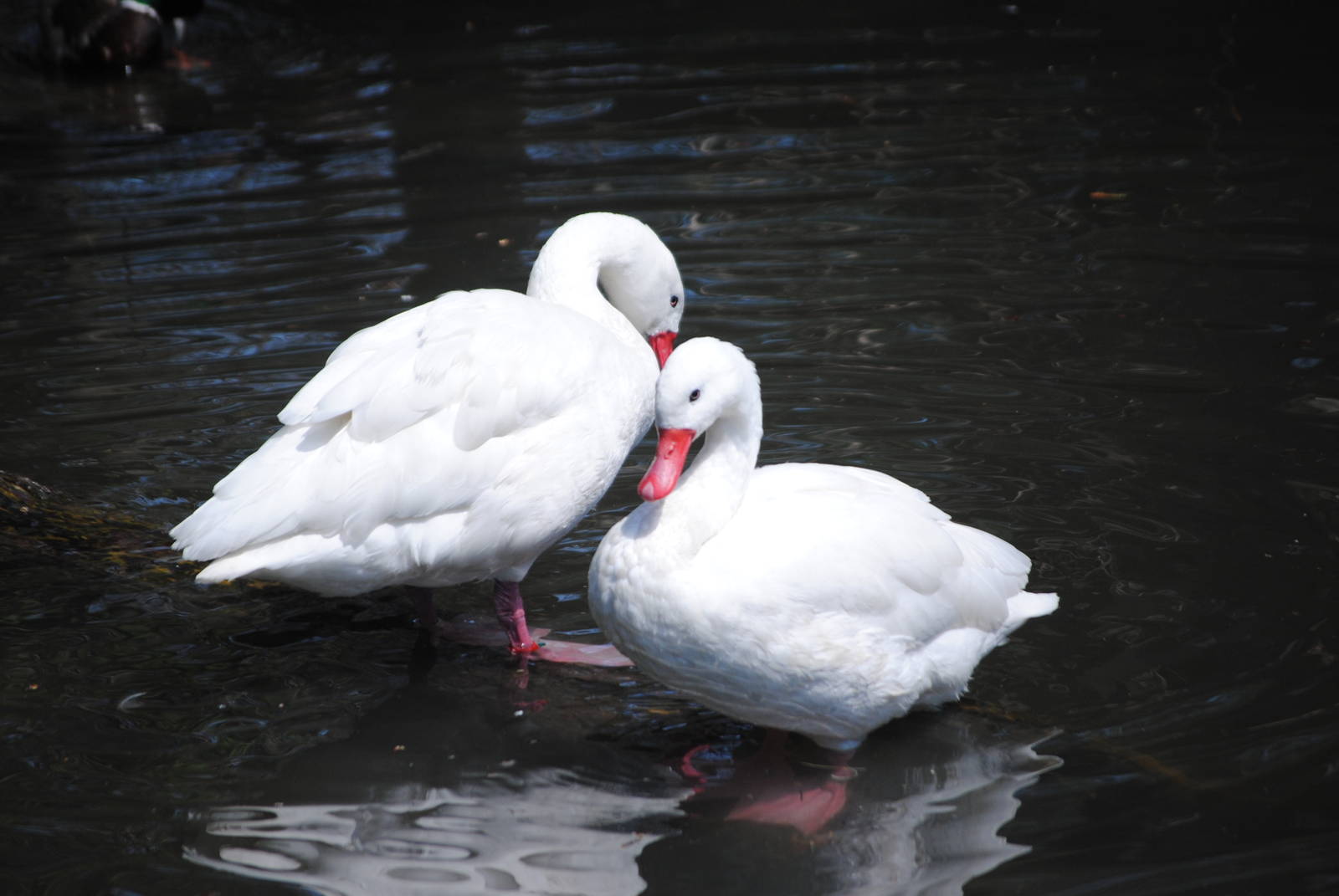 Coscoroba Swans