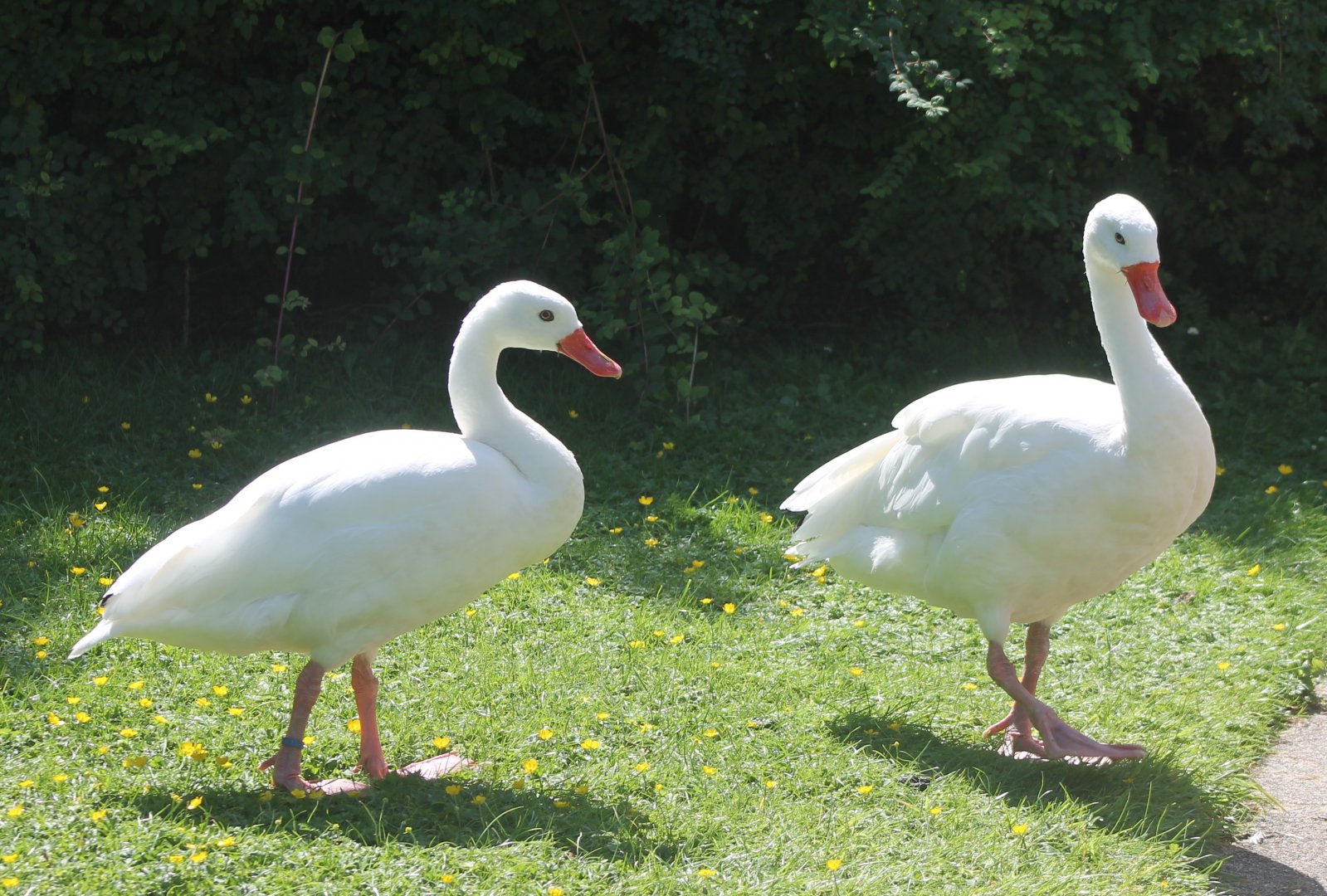 Coscoroba swans