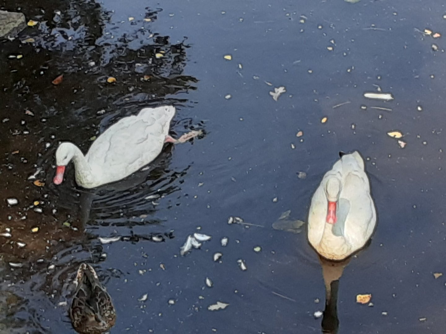 Coscoroba Swans