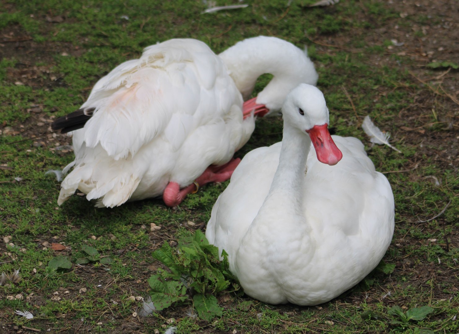 Coscoroba swans