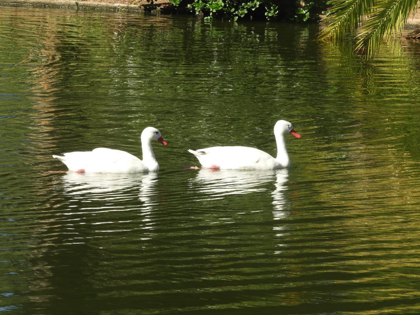 Coscoroba swans