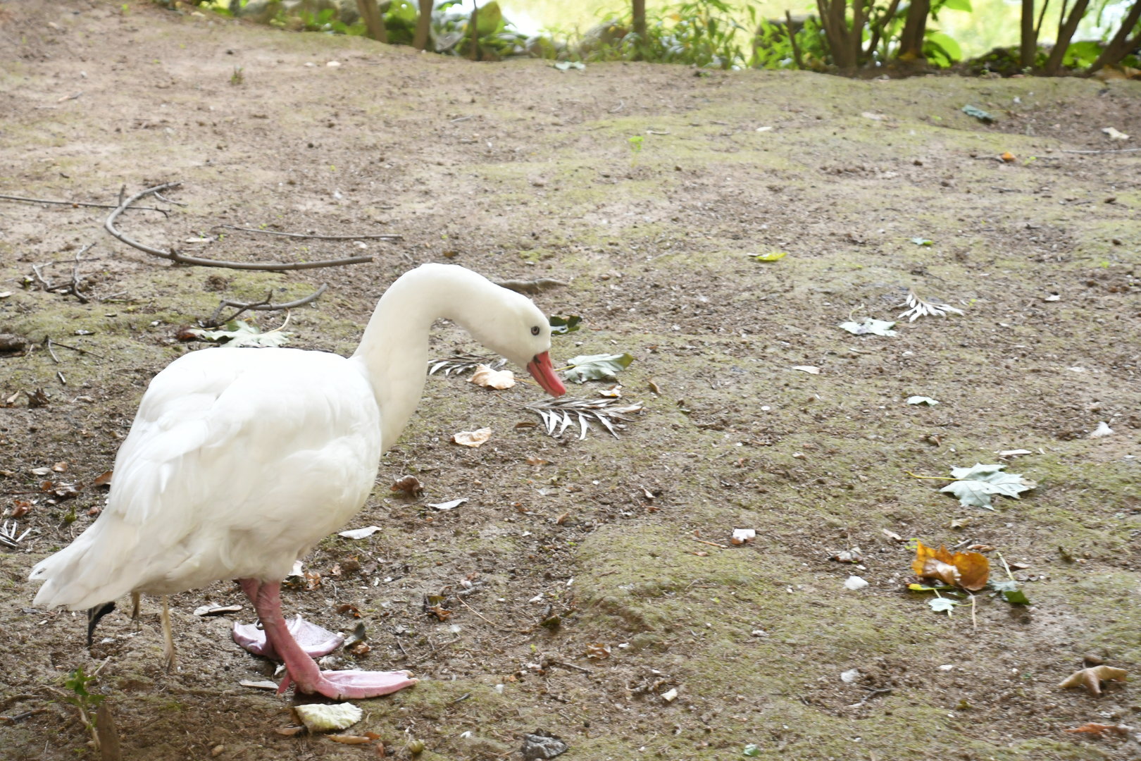 Coscoroba (Zoo Lourosa)