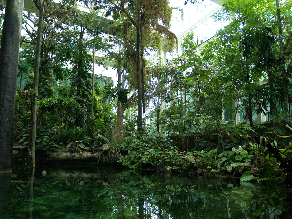 Cosmocaixa - Amazon forest