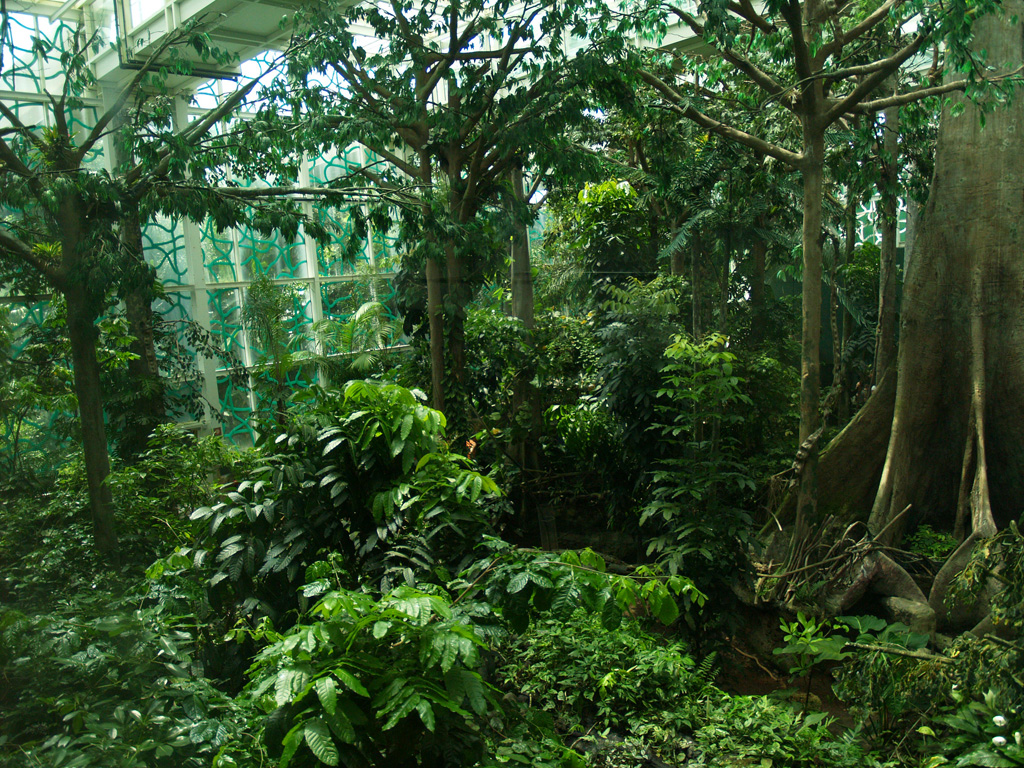 Cosmocaixa - Amazon forest