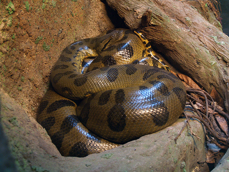 Cosmocaixa - Anaconda