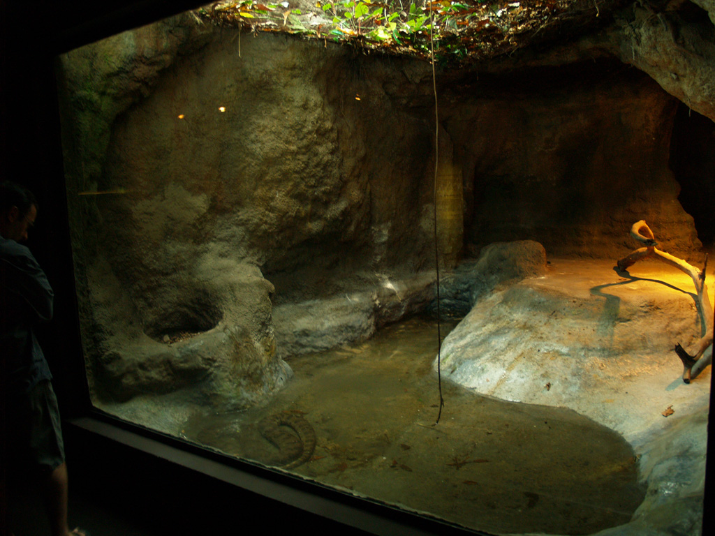 Cosmocaixa - Anacondas