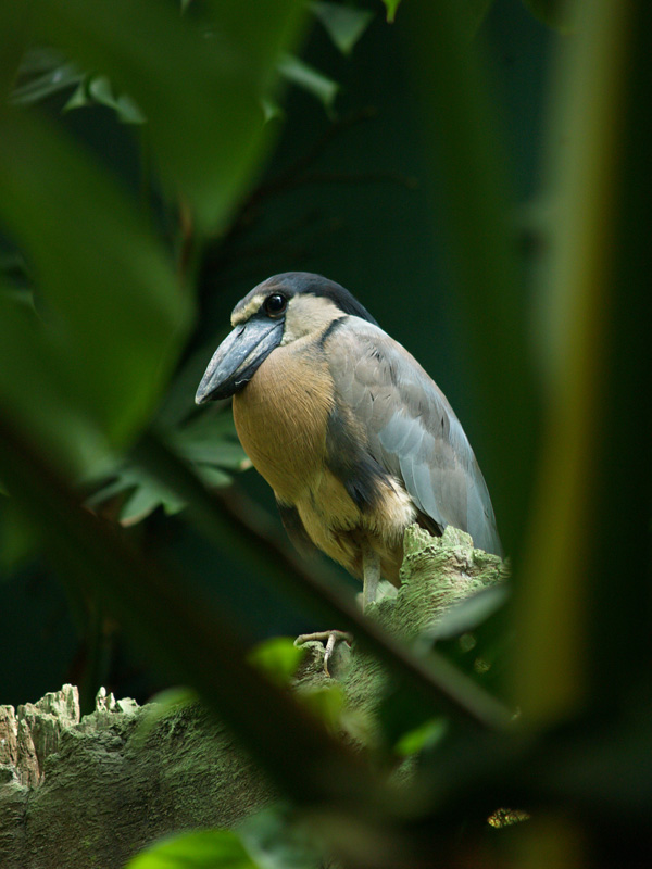 Cosmocaixa - Boat-billed Heron