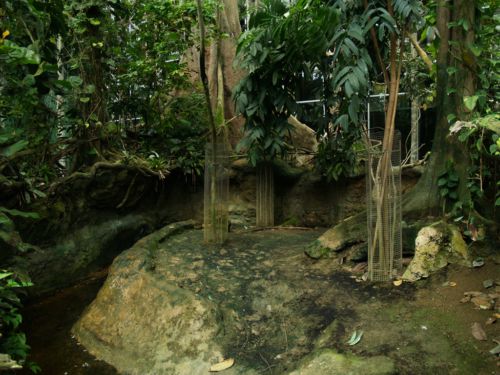 Cosmocaixa - Capybara exhibit