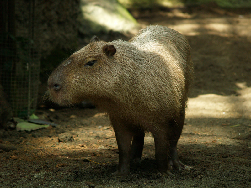 Cosmocaixa - Capybara