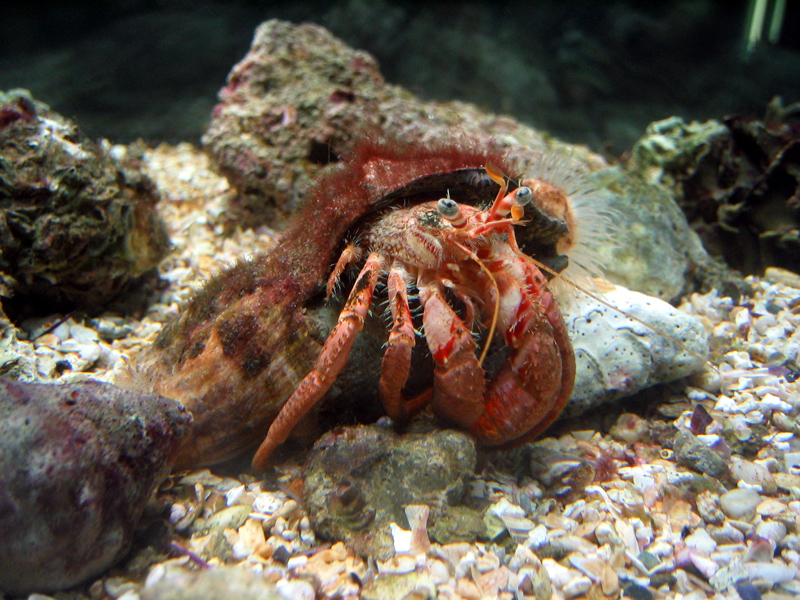 Cosmocaixa - Hermit crab