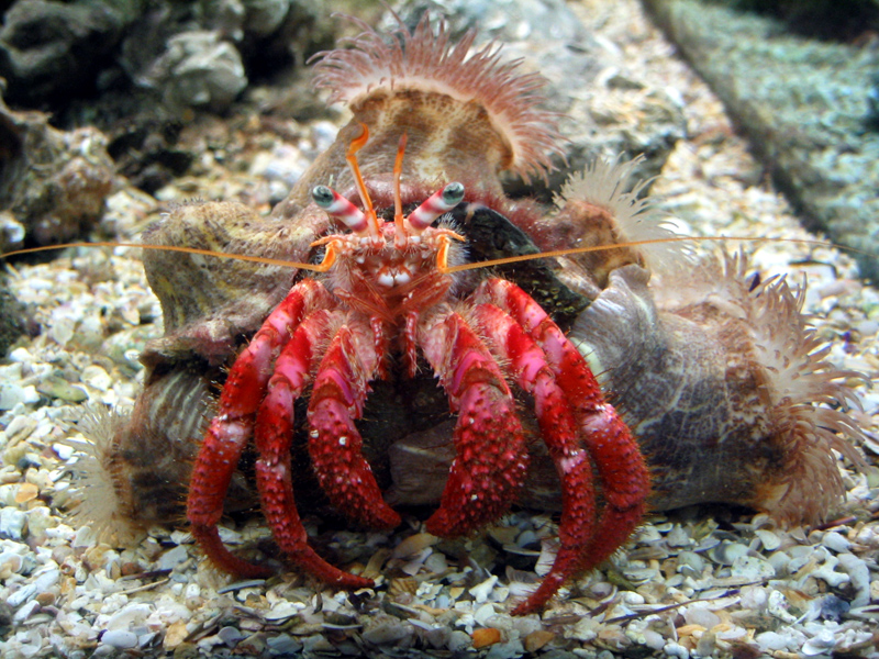 Cosmocaixa - Hermit crab