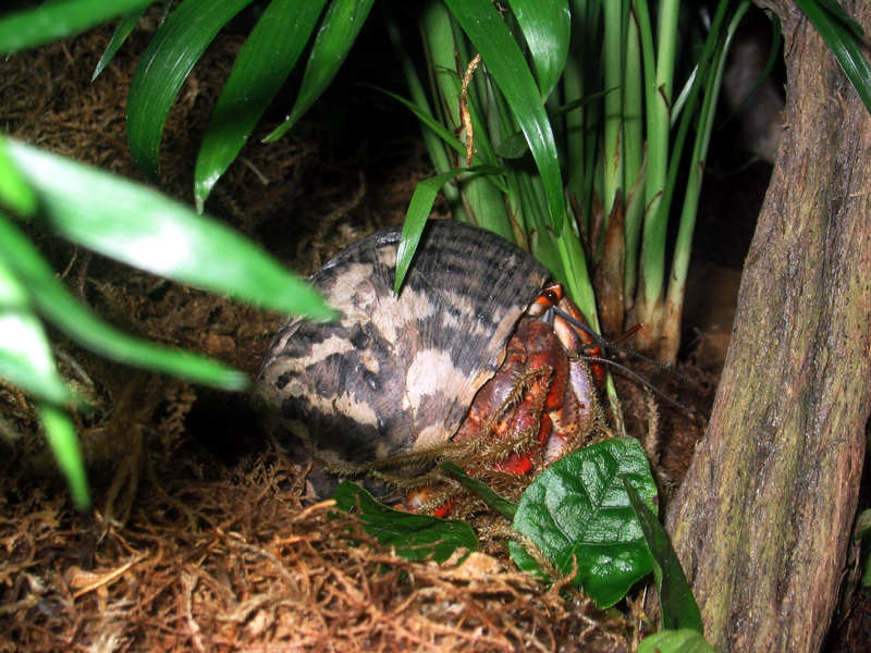 Cosmocaixa - Hermit crab