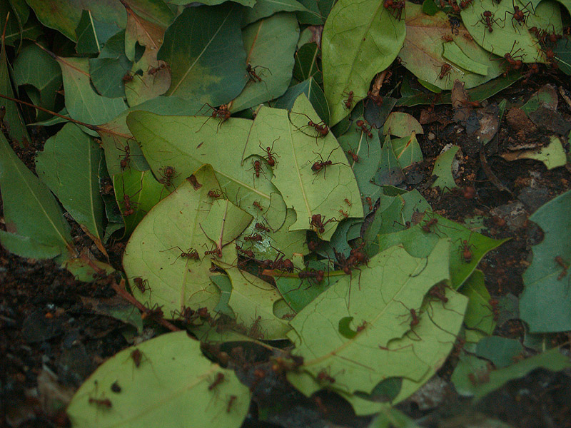 Cosmocaixa - Leaf-cutter ants