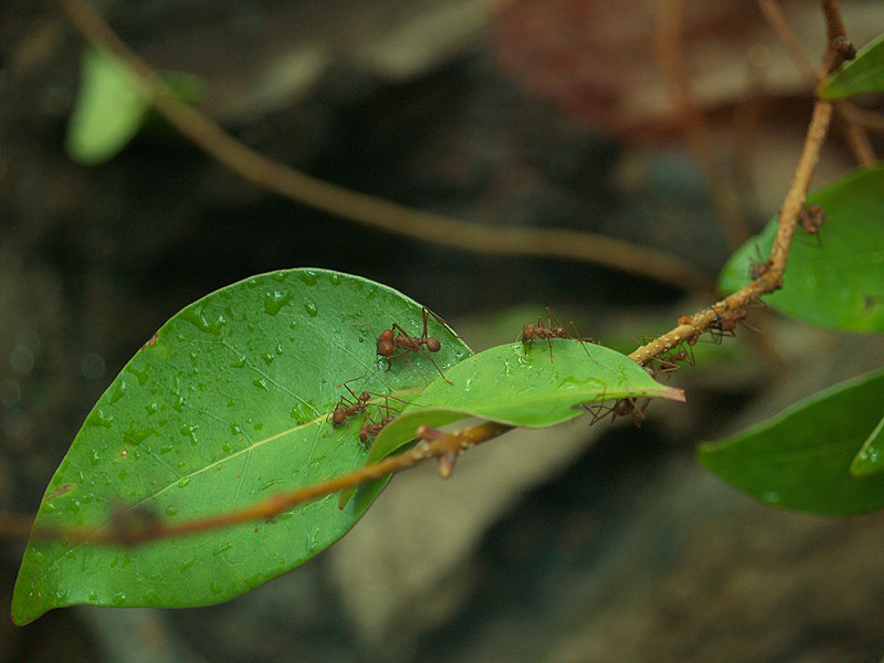 Cosmocaixa - Leaf-cutter ants