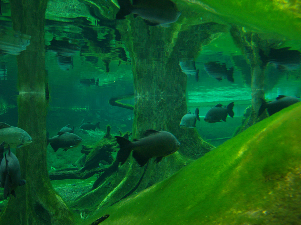 Cosmocaixa - Main aquarium