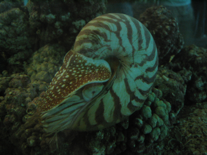 Cosmocaixa - Nautilus