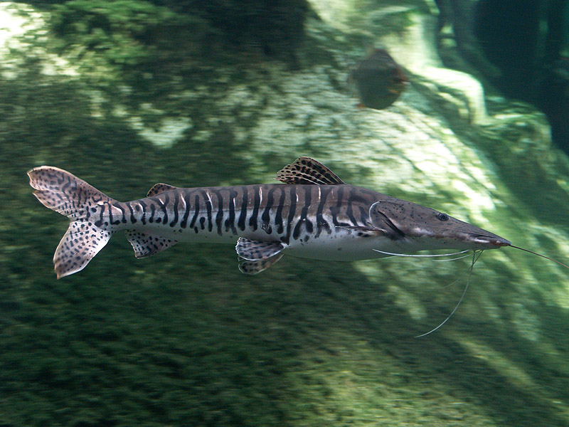 Cosmocaixa - Pseudoplatystoma fasciatum