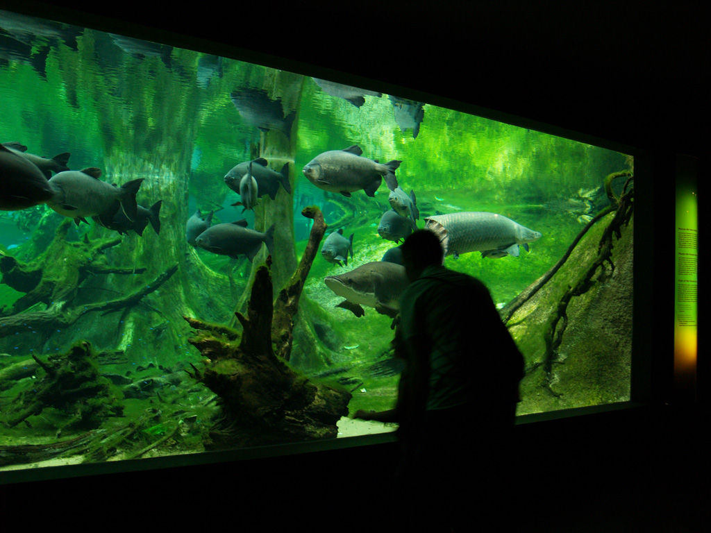 Cosmocaixa - Subterranean part of the "Amazon forest"