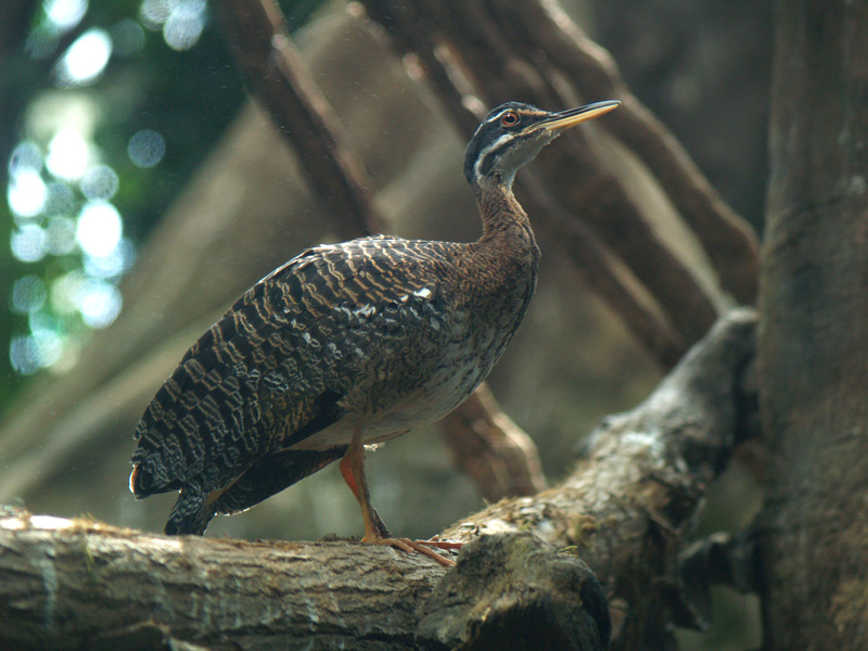 Cosmocaixa - Sunbittern