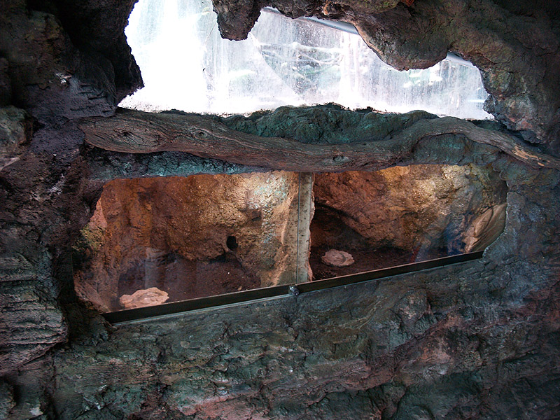 Cosmocaixa - Tarantulas