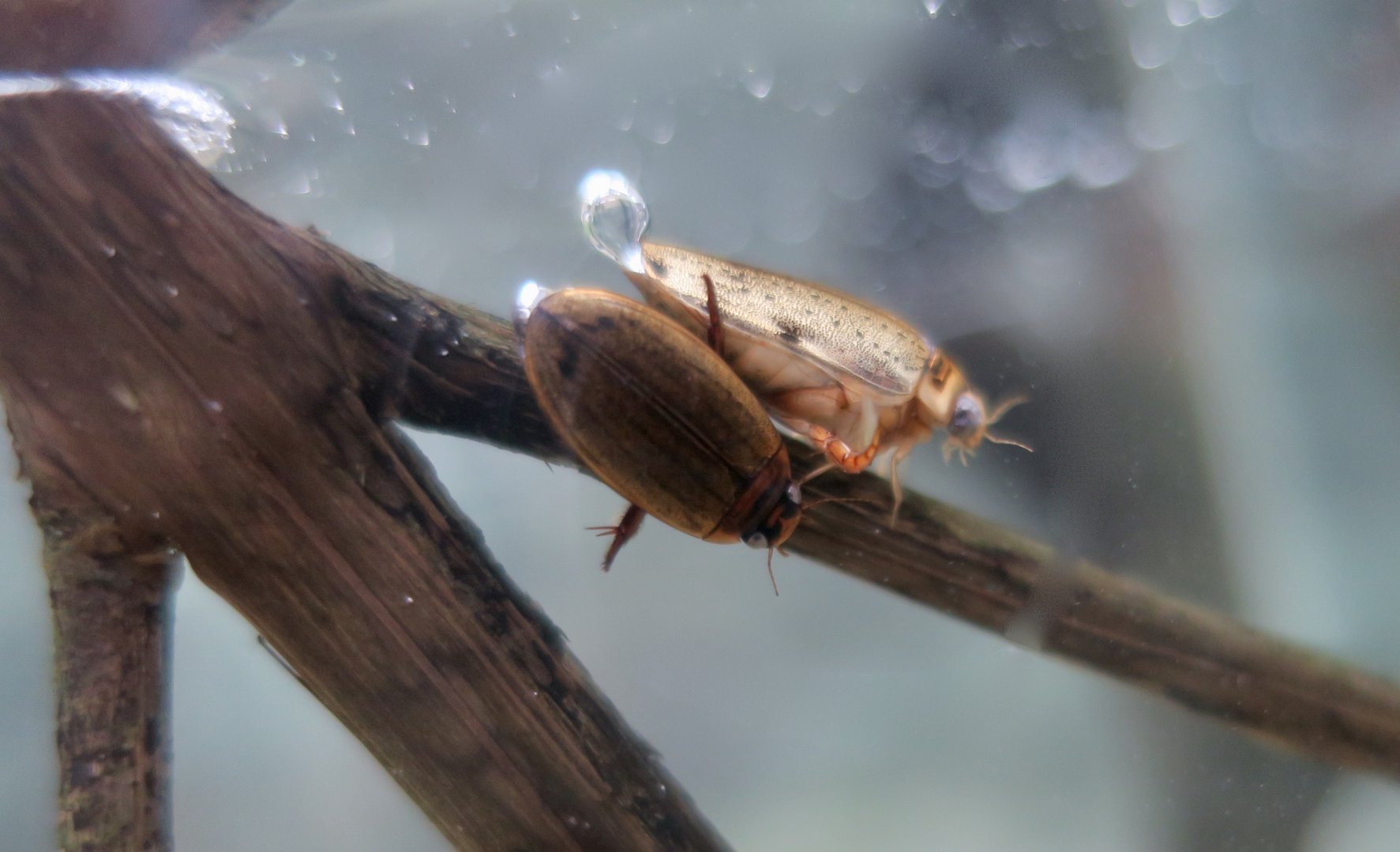 Cosmopolitan Diving Beetle (Rhantus suturalis)