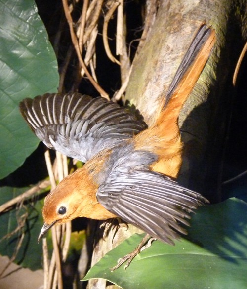 Cossypha natalensis (preserved)