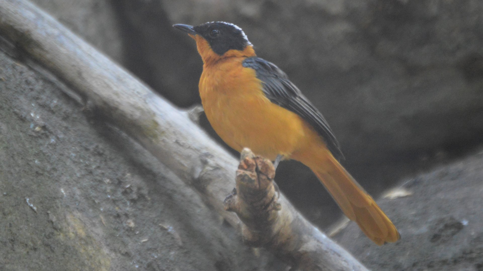 Cossypha niveicapilla