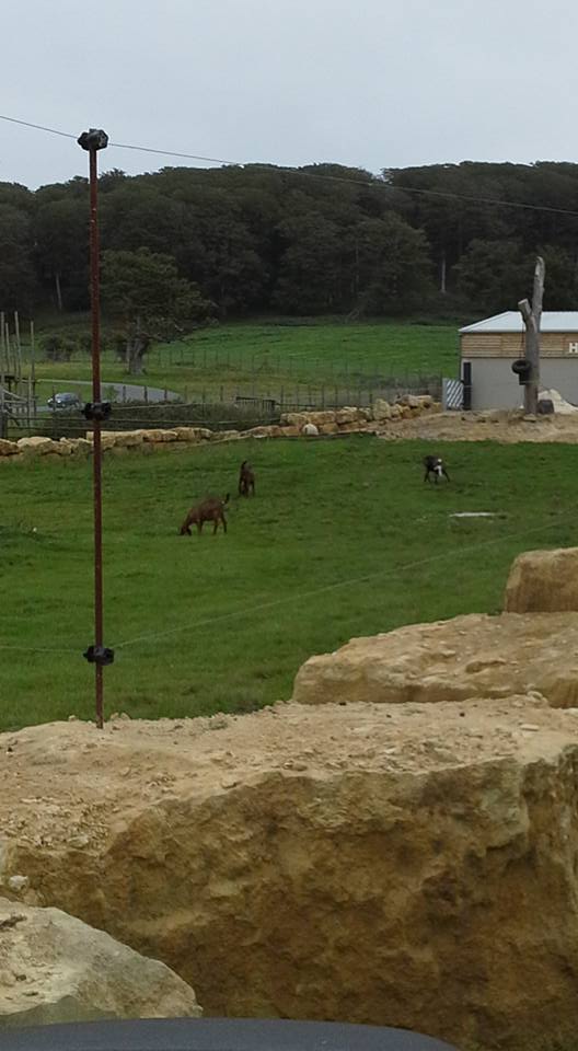 Costa, Coffee and Sugar the Nubian Goats