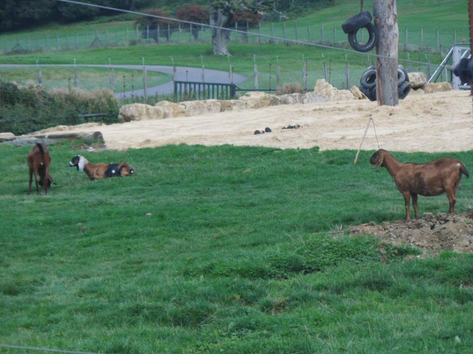 Costa, Coffee and Sugar the Nubian goats