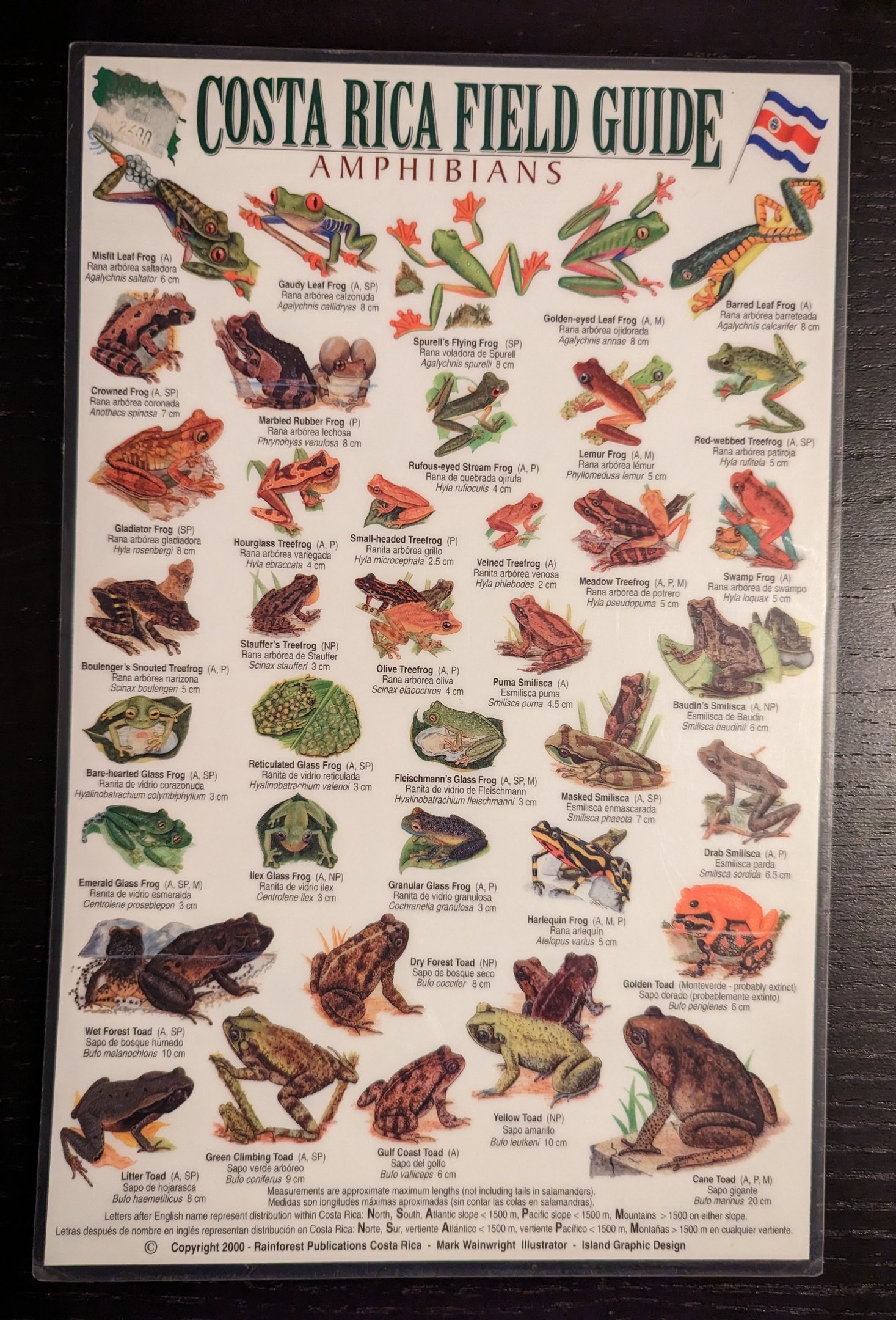 Costa Rica Field Guide Amphibians Part 1
