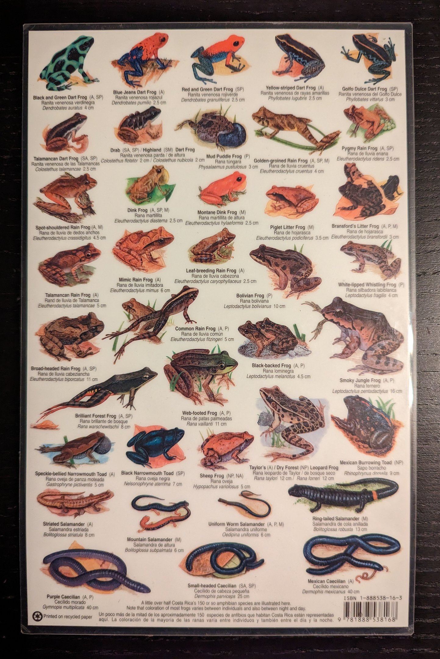 Costa Rica Field Guide Amphibians Part 2