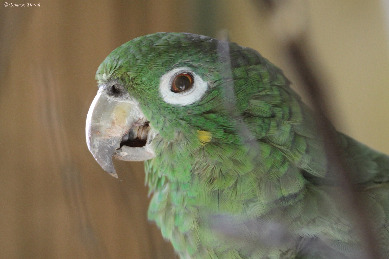 Costa Rica Mealy Amazon (Amazona farinosa virenticeps)