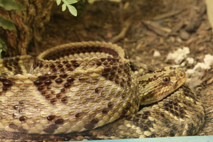 costa rica rattlesnake