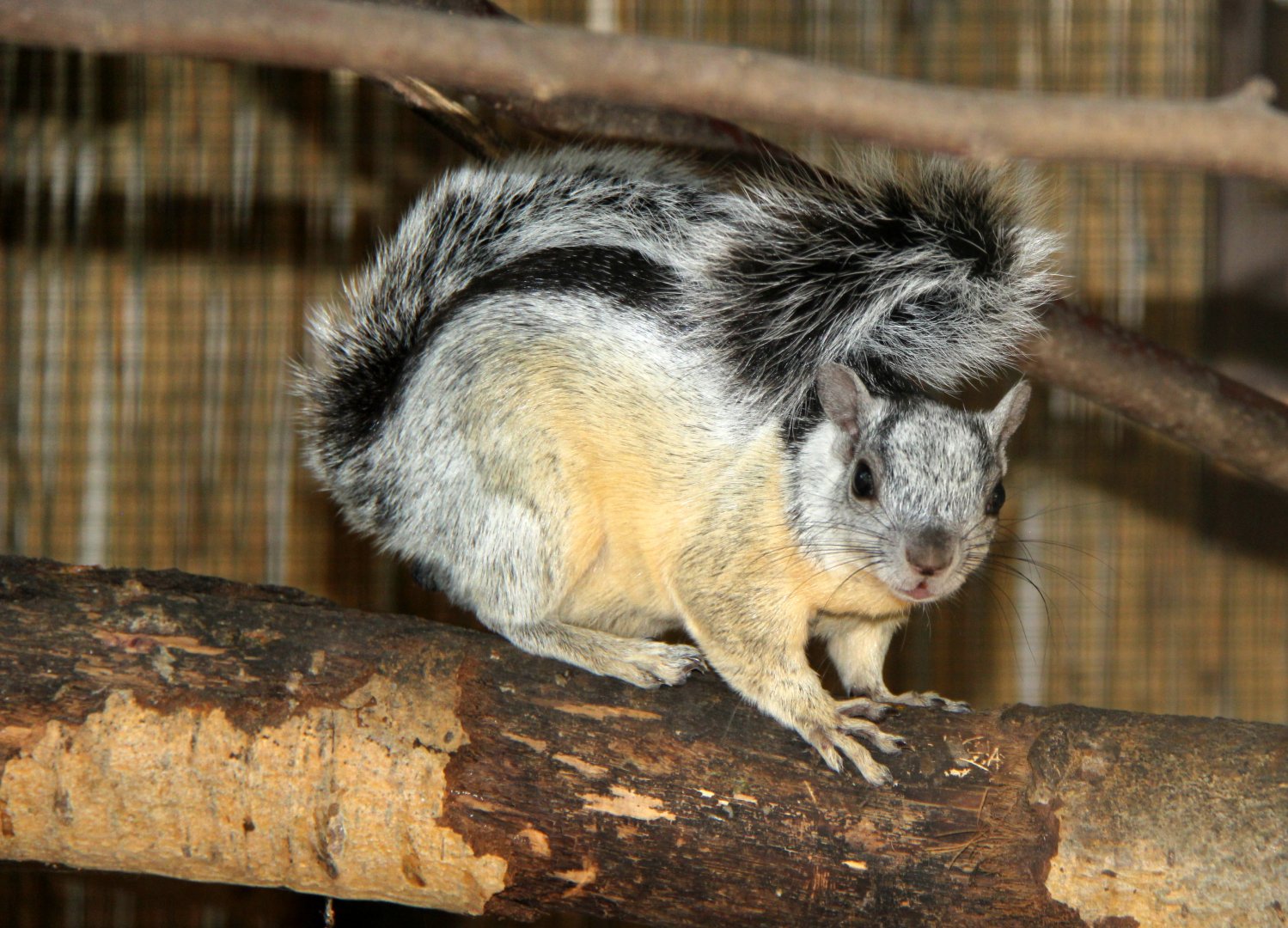 Costa Rica variegated squirrel (Sciurus variegatoides dorsalis)